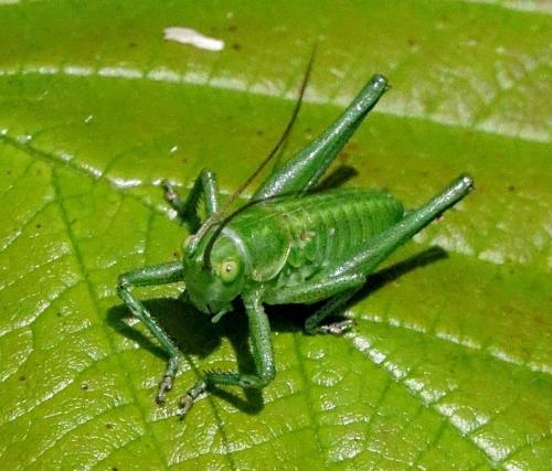 Tettigonia viridissima